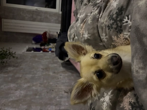 Chihuahua Hündin sucht ein liebevolles Zuhause 