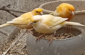 verkaufe Kanarienvögel 