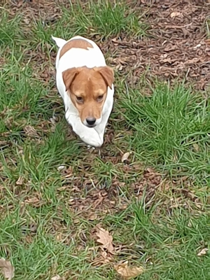 Jack russell terrier 