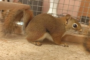 Eichhörnchen Bild 2