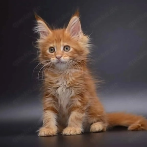 Erstklassige Maine-Coon-Kätzchen als Begleiter