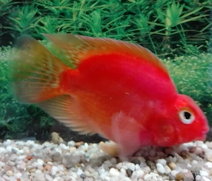 Kirschroter Papageicichlide