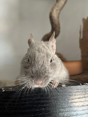 Degu Männchen sucht neues Zuhause    Karlchen    Kastrat