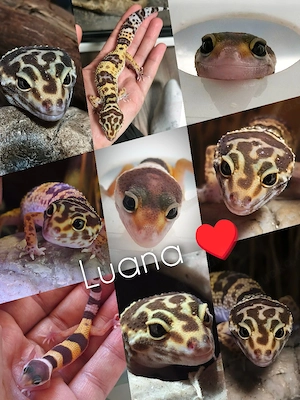 0.1 (Chocolate) Tremper Albino Eclipse Snake Eyes sucht Zuhause