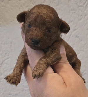 toypudel welpe Hündin sucht noch ihre Familie