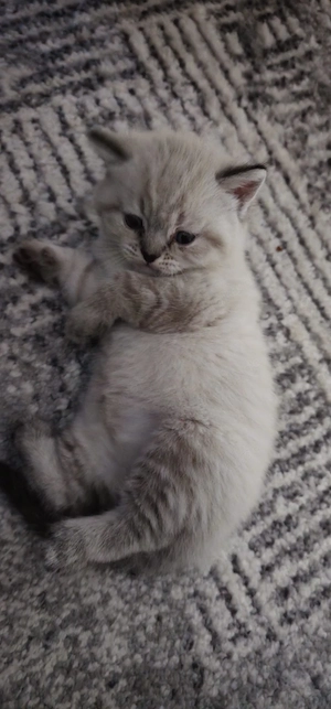 BKH Kitten (4 weiblich)