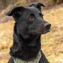 Raja 50 cm   die Herzensbrecherin [auf Pflegestelle in 71139 Ehningen]