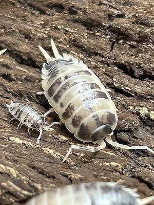 Porcellio Laevis Panda 12 St. Zuchtansatz Assel Isopode