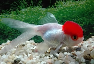 Schleierschwanz Löwenkopf