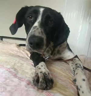 BELLA - intelligentes Mädchen wartet auf ihre Menschen (wartet in Rumänien)