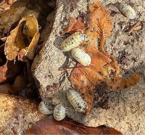 Armadillidium Vulgare Magic Potion 12 St.+ Zuchtansatz Rollassel Isopode Assel