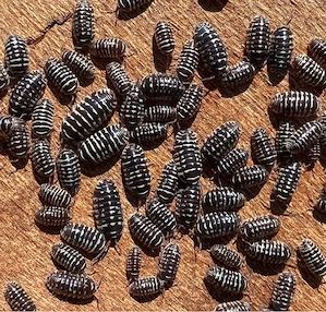 Armadillidium Maculatum 12 St.+ Assel Isopode Rollassel 