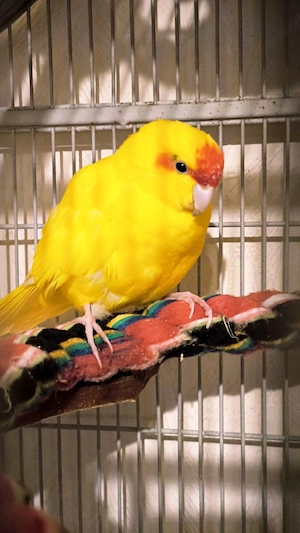 Ziegensittiche nit Käfig und Zubehör 