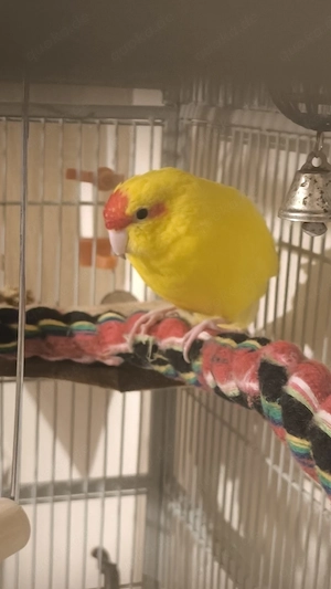 Ziegensittiche mit Käfig 