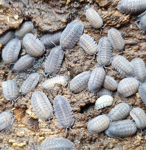 Armadillidium Peraccae 12 St. + Zuchtansatz Rollassel Isopode Assel