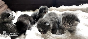 Maine Coon Kitten Kätzchen Katzenbabies