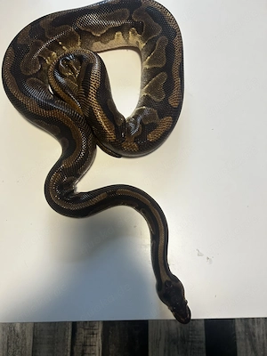 Königspython Weibchen (Python regius)   Normal   Wildtyp   1375g