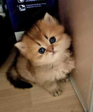 BKH BLH  Kitten Reinrassig mit Stammbaum 