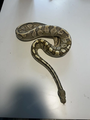 Königspython Männchen  Pinstripe Mix   660g