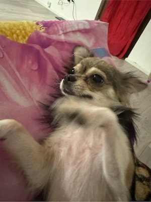 Chihuahua Hündin (Langhaar, 1 Jahr alt)