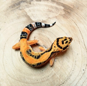 0.1 Tangerine Bold NZ 25 Leopardgecko Eublepharis Macularius 