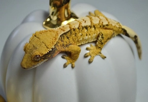 0.1 Kronengecko Yellow Extrem Harlequin 