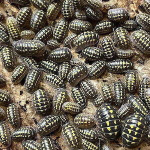 Armadillidium Gestroi 12 St. + Zuchtansatz Assel Isopode Rollassel