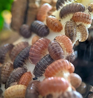 Armadillidium Spec. Saint Lucia 12 St.+ Zuchtansatz Assel Rollassel Isopode 