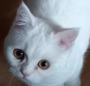 Bkh katze in liebevolle Hände abzugeben. 