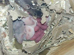 Farbmäuse zu verkaufen 