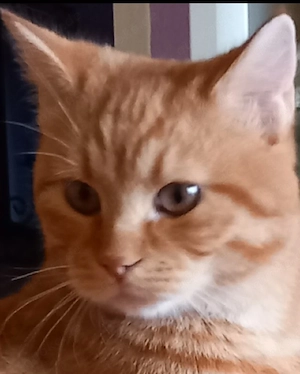 Bkh kater in liebevolle Hände abzugeben. 