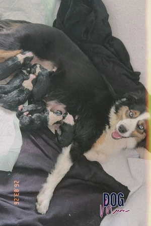 Australian Shepherd Black Tri Erfahrener Deckrüde (Kein Verkauf) Bild 9