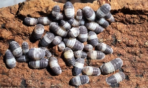 Cubaris Spec. PandaKing 12 St.+ Zuchtansatz Assel Isopode 