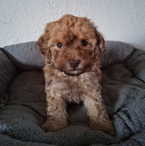 Maltipoo-Welpen apricot,schoko braun-weiß,tricolor suchen ein neues zuhause