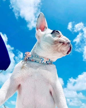 Französische Bulldogge Welpen mit Ahnentafel abgabebereit