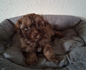 Maltipoo-Welpen suchen neues zuhause apricot,schoko-braun-weiß,tricolor