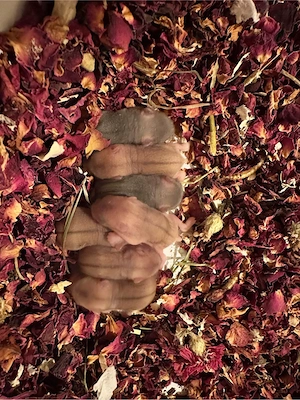 Campbell Zwerghamster Bild 3