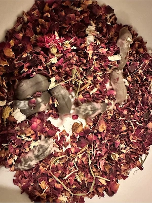 Campbell Zwerghamster Bild 2