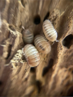 Cubaris Spec. Panda King Pink 12 St. + Zuchtansatz Assel Isopode