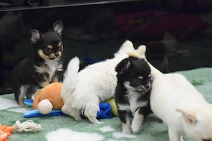 Unsere bezaubernden Chihuahua-Welpen suchen ein liebevolles Zuhause!