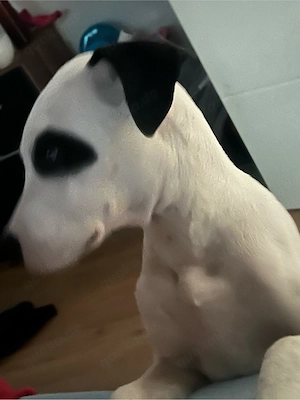 labrador bulldoggen mix 