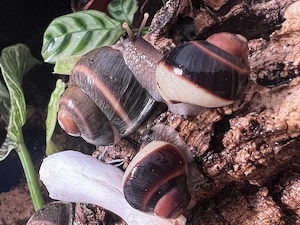 Acavus Haemastoma Melanotragus keine Achatschnecken 