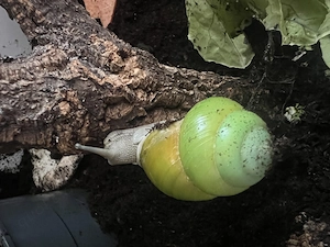 Asperitas Bimaensis Baumschnecken