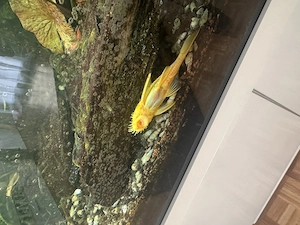 gebrauchtes Juwel Rio 450 Aquarium  Bild 4