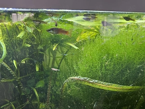 gebrauchtes Juwel Rio 450 Aquarium  Bild 10