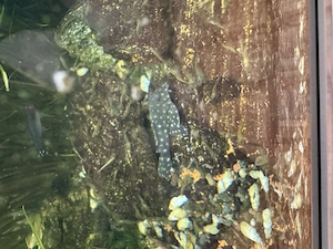 gebrauchtes Juwel Rio 450 Aquarium  Bild 9