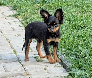 Schöne Junge Russkiy Toy