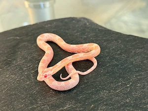 Kornnatter Nachzucht 1.0 Lava Snow 