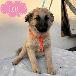 Flora, wunderhübsches Welpenmädchen, Pulin Sarplaninac Mix