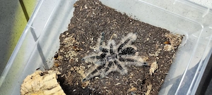 Lasiodora.Brachypelma.Harpactira.Kochiana Bild 1
